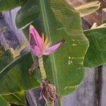 Musa velutina Flor