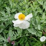 Romneya coulteri ফুল