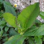 Emilia fosbergii Leaf