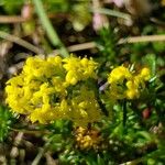 Galium verum Kwiat