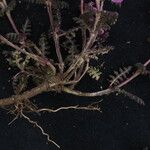 Pedicularis gracilis