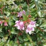 Abelia x grandiflora Fiore