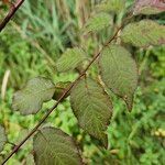 Prunus japonica 葉