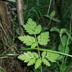 Chaerophyllum temulumLeaf