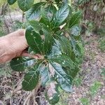 Terminalia lucida Folla