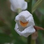 Cephalanthera longifolia Blüte