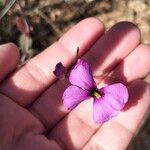 Moricandia moricandioides Flor