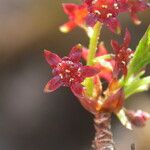 Ribes glaciale Elinympäristö