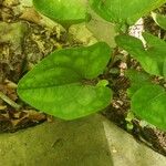 Asarum arifoliumBlad