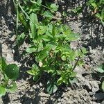 Amaranthus powellii Blatt