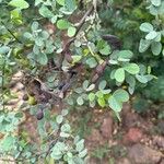 Bauhinia rufescens Hoja