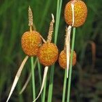 Typha minima Fruto