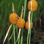 Typha minima Ffrwyth