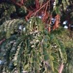 Caesalpinia echinata برگ