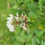 Trifolium hybridum Blomst