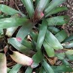 Neoregelia farinosa Costuma