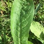 Crepis pontana Leaf