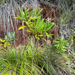 Psychotria rupicola Лист