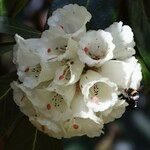 Rhododendron macabeanum Çiçek