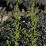 Dysphania botrys Libunga