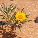 Asteriscus graveolens Flower