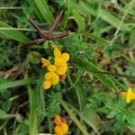 Lotus corniculatusFlor