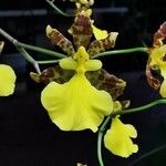 Oncidium tigrinum ᱵᱟᱦᱟ