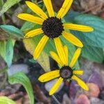 Rudbeckia fulgida Flower