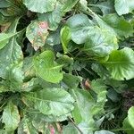 Limonium arboreum Leaf
