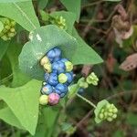 Persicaria perfoliata फल