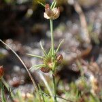 Juncus bulbosus 果実