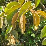 Erianthemum dregei Leaf