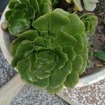 Aeonium arboreumLeaf