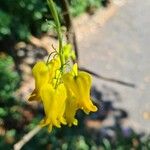 Dactylicapnos scandens Flower