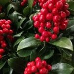 Skimmia japonicaFruto