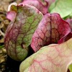 Sarracenia purpurea 葉