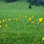 Crepis pulchra Feuille