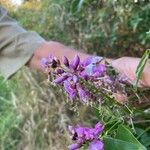 Lonchocarpus nitidus Flor