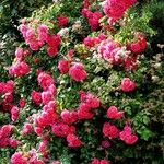 Rosa gallica Plante entière