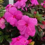 Impatiens hawkeri Квітка