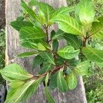 Fuchsia paniculata برگ