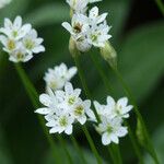 Allium trifoliatum Квітка