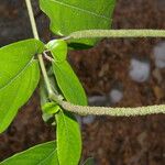 Piper tuberculatum Flower