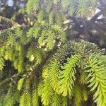 Picea orientalisFulla