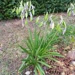 Agapanthus africanus Habit