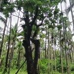Artocarpus altilis Habitus