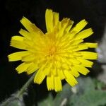 Hieracium villosum Flor