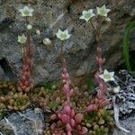 Sedum fragrans Habitus