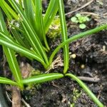 Narcissus bulbocodium Leaf