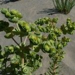 Euphorbia paralias Květ